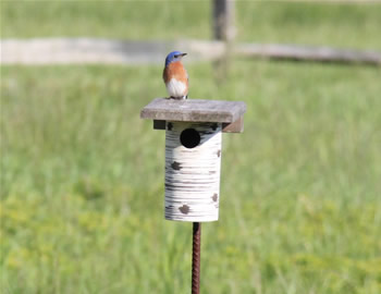 Eastern Bluebird