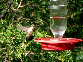 Ruby-throated Hummingbird