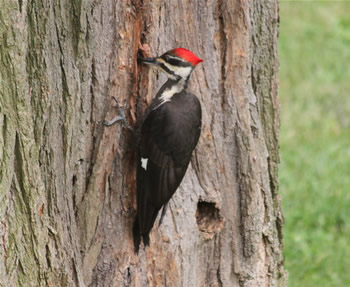 Pileated Woodpecker