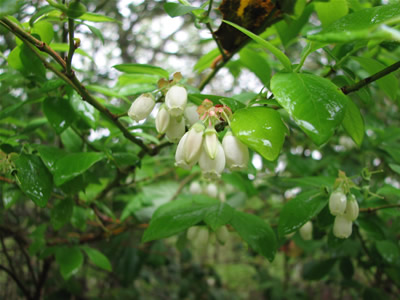 Highbush Blueberry blossoms
