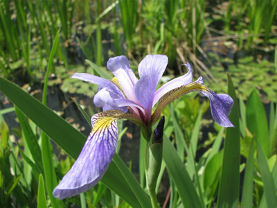 Blue Flag Iris
