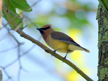 Cedar Waxling