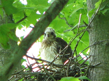 Cooper Hawk chick