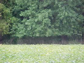 Deer Browse Line