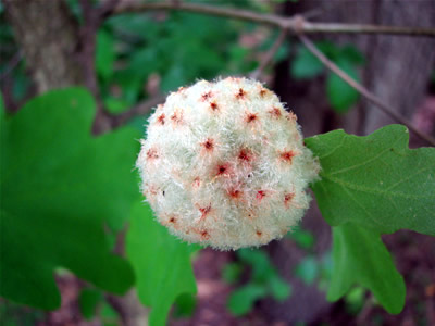 gall