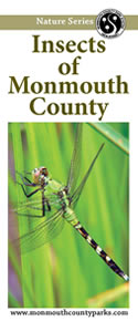 Insects of Monmouth County