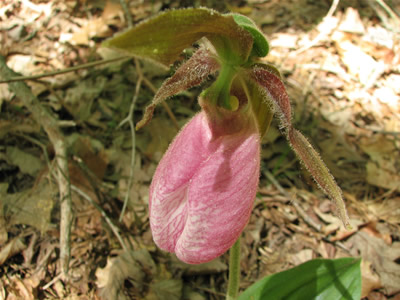 Pink Lady Slipper