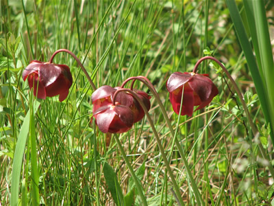 Pitcher Plant