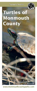 Cover of Turtles of Monmouth County