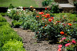 Roses on display