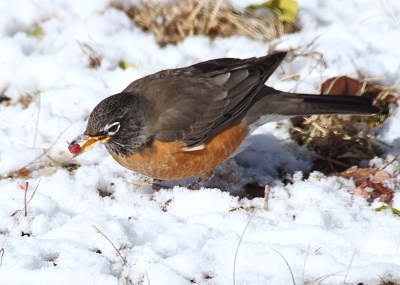 robin in the snow 