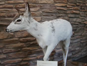 Piebald deer at the Environmental Center