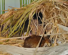 The Muskrat family