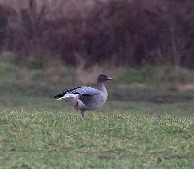 Pink-footed goose
