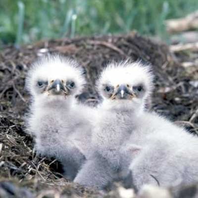 eaglets 