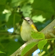 American Redstart