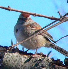 American Tree Sparrow 