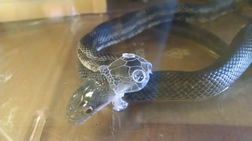 Black Rat Snake 