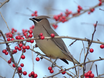 Cedar Waxwing 