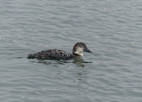 Common Loon