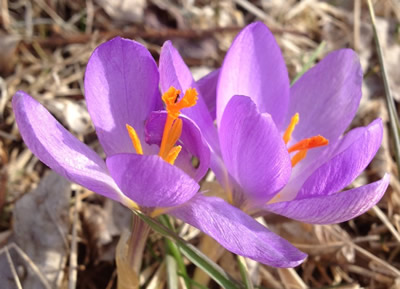 Crocus