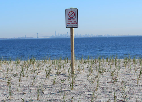 dune grass