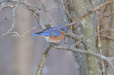 Eastern Bluebird