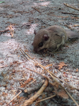 flying squirrel 