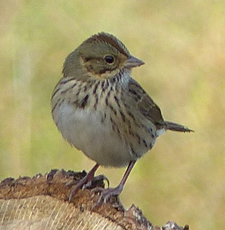 Lincoln's Sparrow 