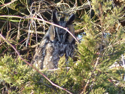 long eared owl