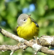 Magnoilia Warbler