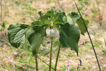 nodding trillium