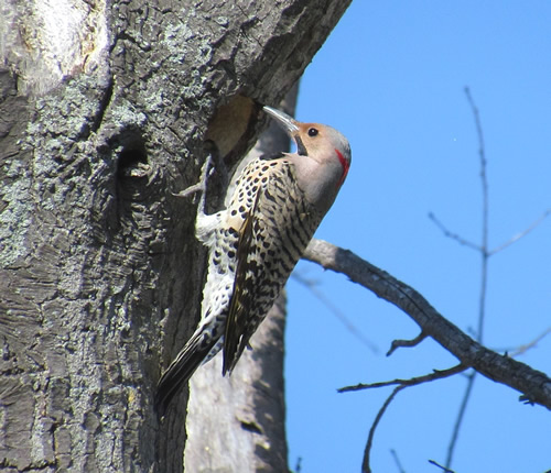 Northern Flicker 