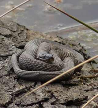 Northern Water Snake 