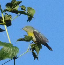 Northern Parula 
