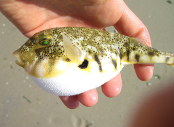 Blowfish