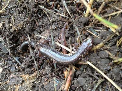 Redback Salamander 