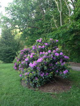 rhododendron bush
