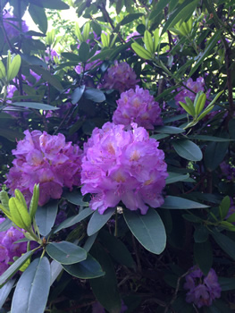 rhododendrons