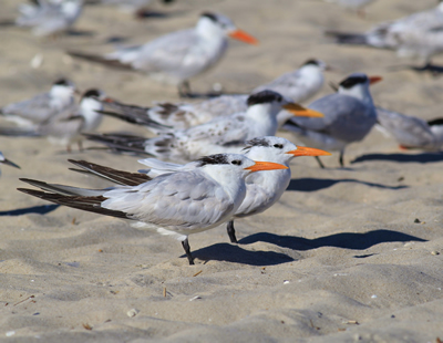 Royal Terns 