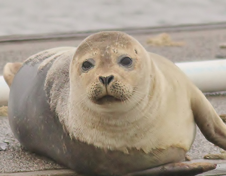 Harbor Seal 