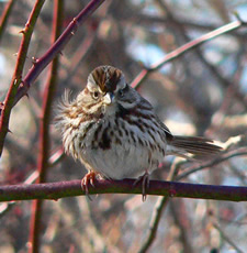 Song Sparrow 
