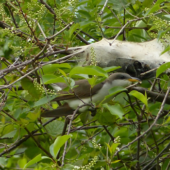 Yellow-billed Cuckoo