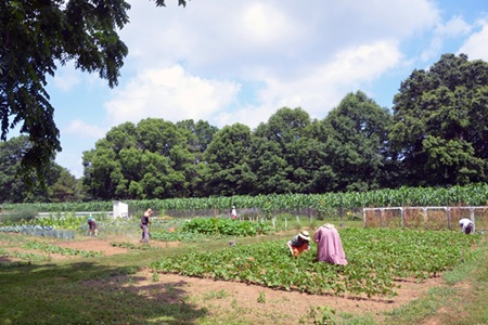 farm garden