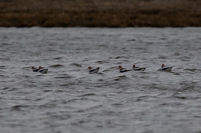 American Avocets