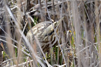 American Bittern