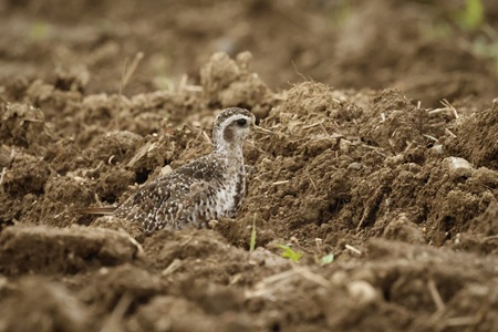 American Golden Plover