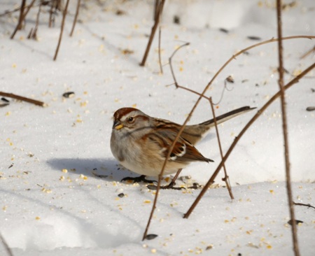 American Tree Sparrow