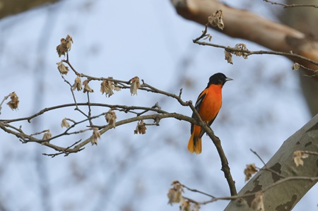 Baltimore oriole