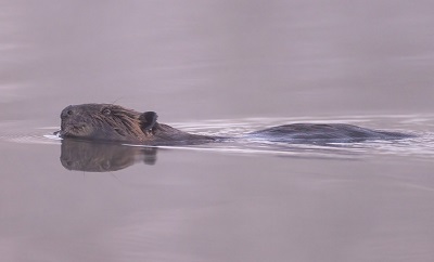 beaver